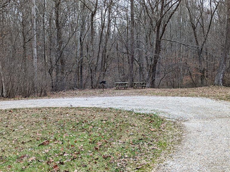 Baby Beech Picnic Area at Clifty Falls State Park